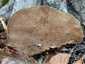 Óriás lakkostapló (Ganoderma resinaceum), Mecsek